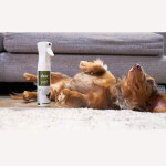 Dew Pet, Αντισηπτικό-Αποσμητικό Spray, για Κατοικίδια, 300ml